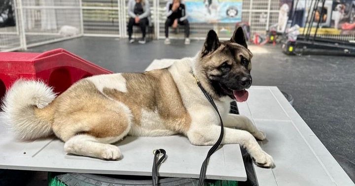 Ridgeside K9 NorCal Facebook ad