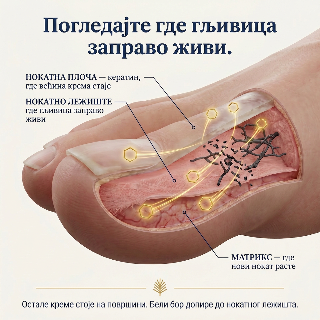 Organska Kozmetika - InaEssentials.rs Facebook ad: Gljivica se krije dublje nego što misliš.