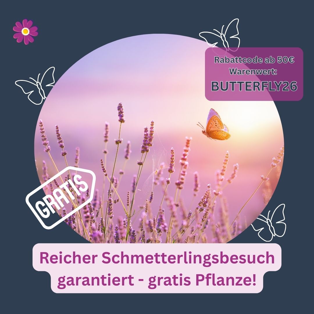 Lichtnelke Pflanzenversand Facebook ad from Mar 30, 2026