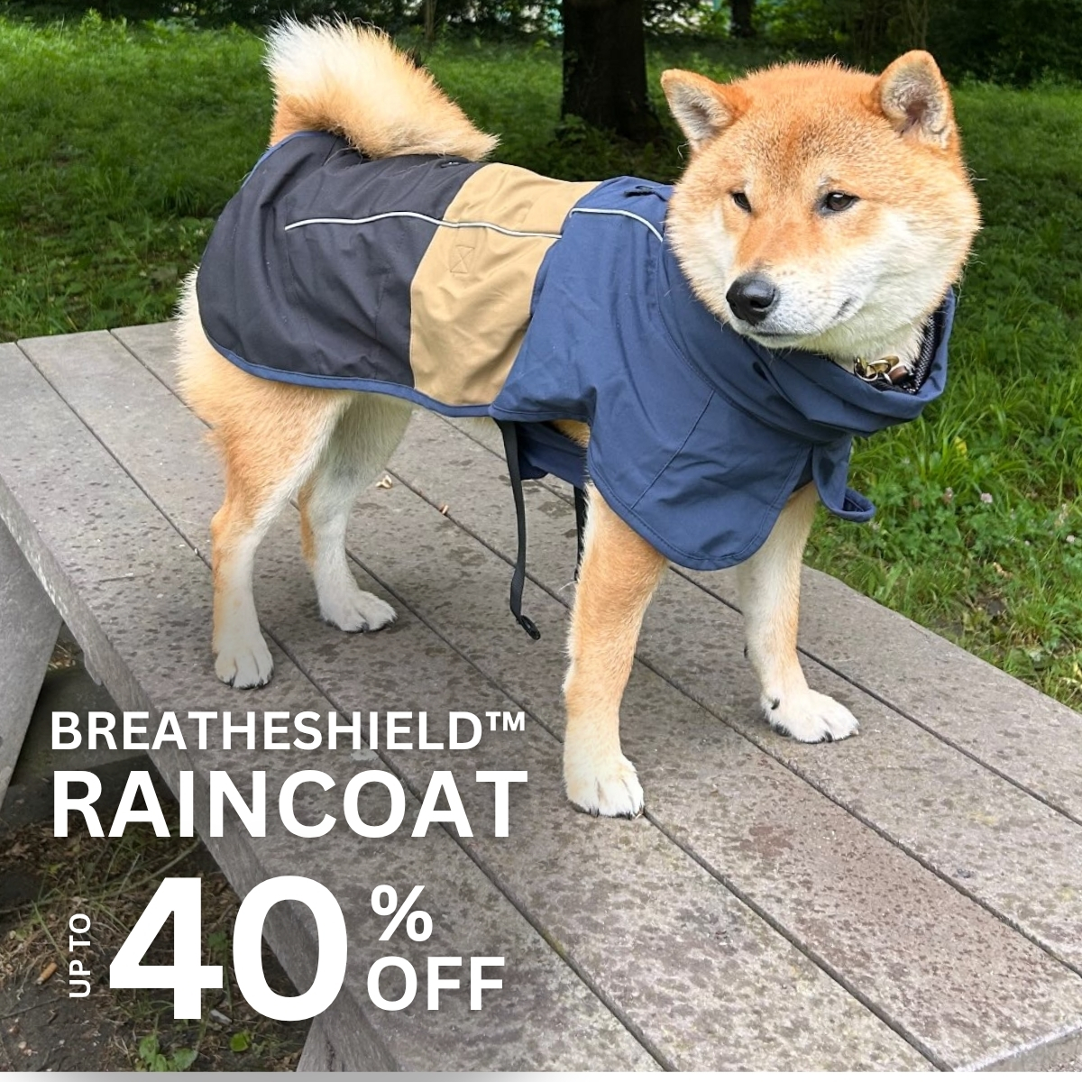 Spark Paws Facebook ad
