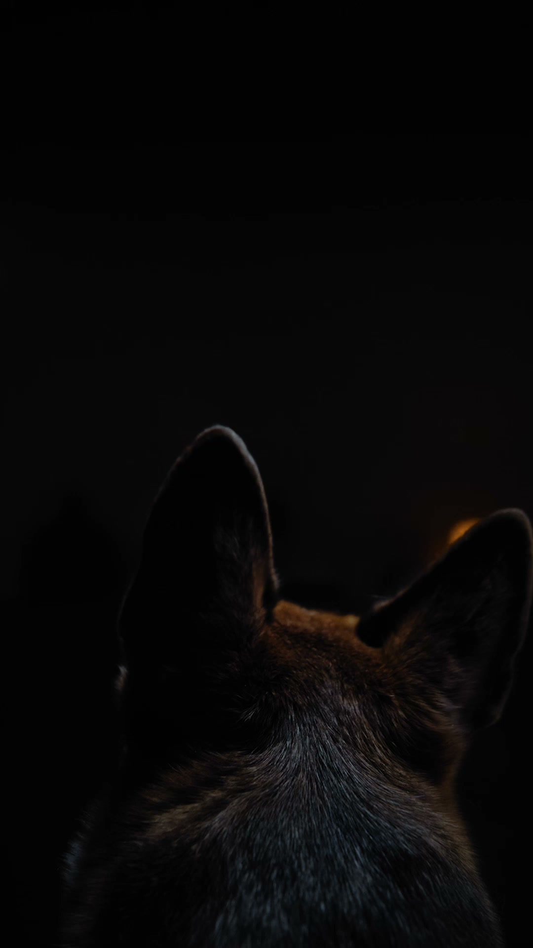 Chewy Facebook ad: For Halloween with pets, there's Chewy