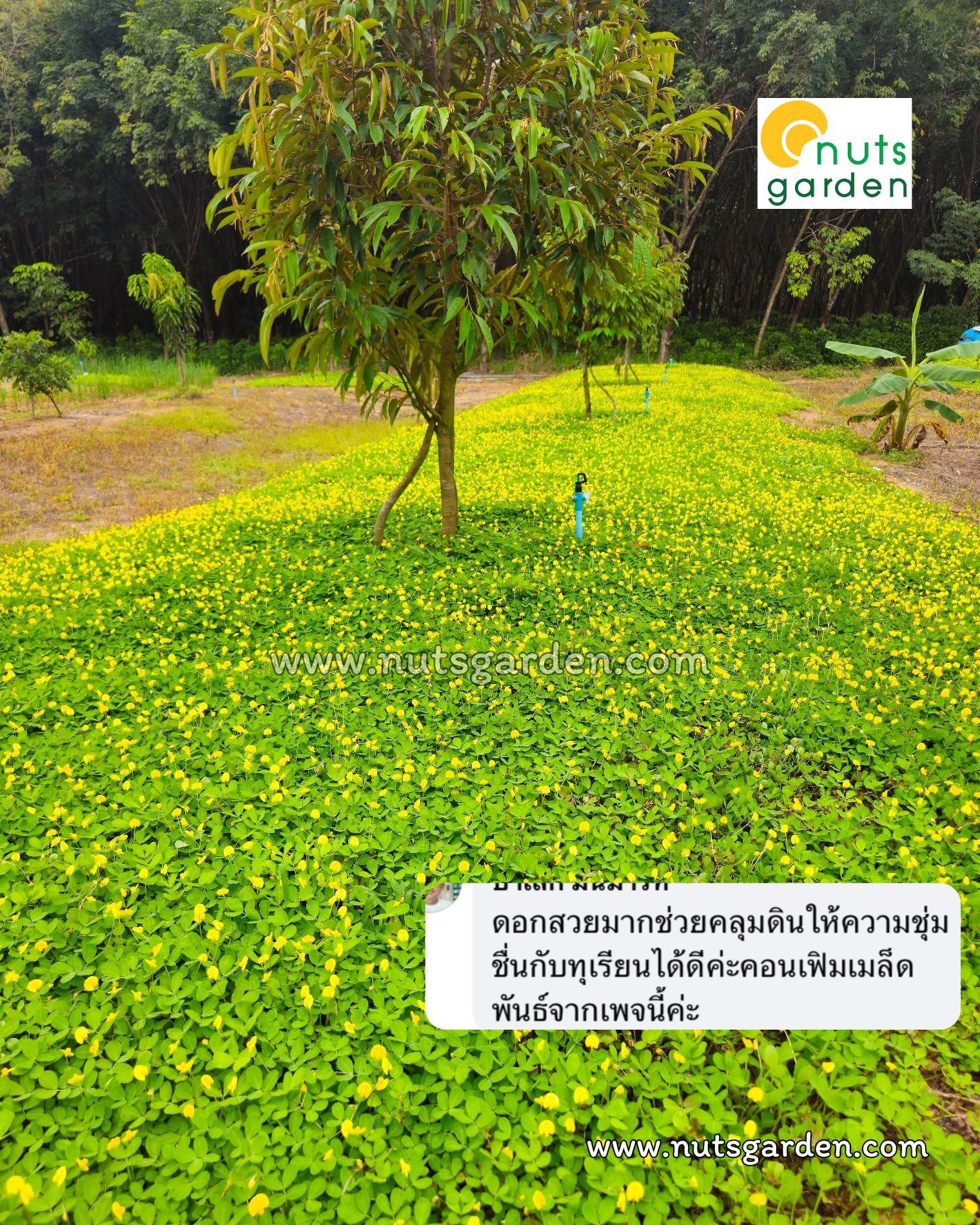 ถั่วบราซิล Nutsgarden Facebook ad