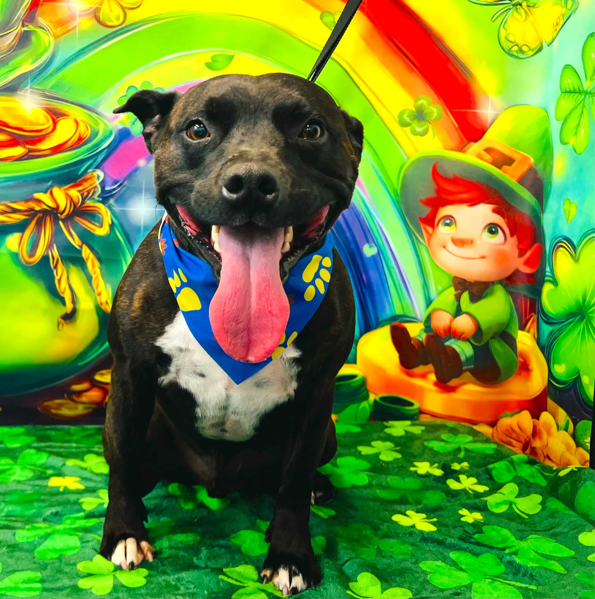 Diva Doggies Facebook ad