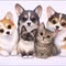 Haus of Loafs