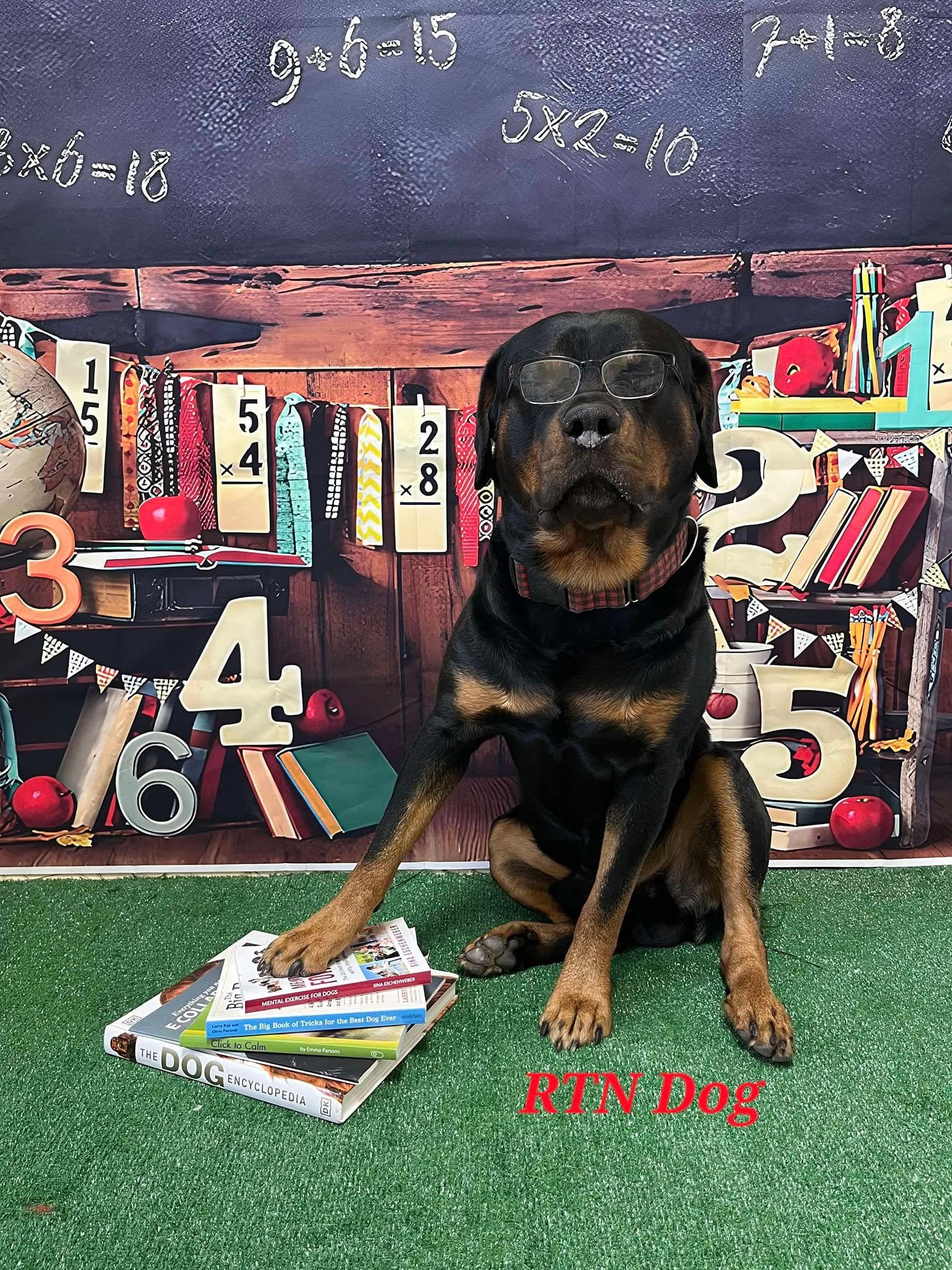 RTN Dog Training and Boarding Facebook ad