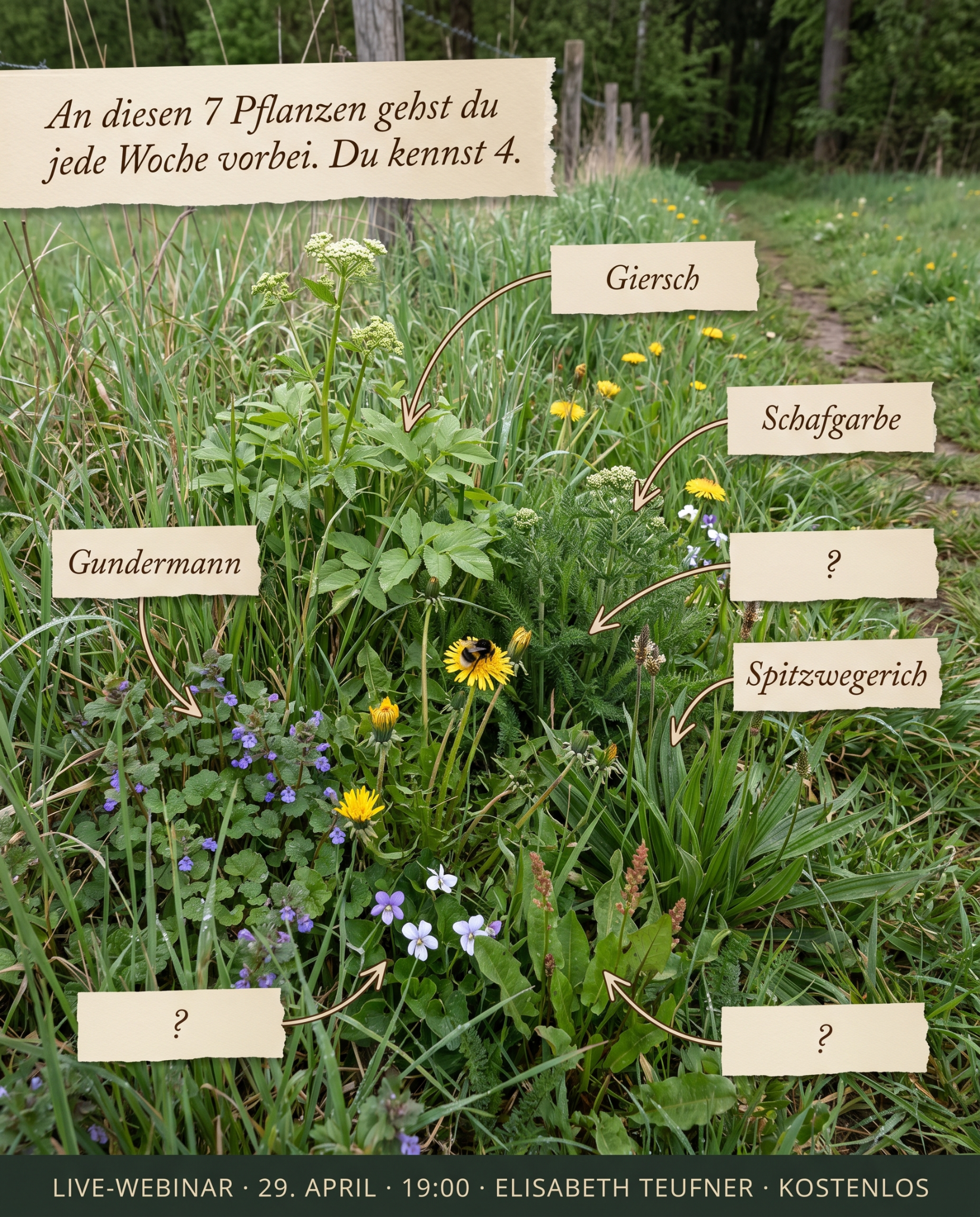 wild.wuchs.Natur Facebook ad