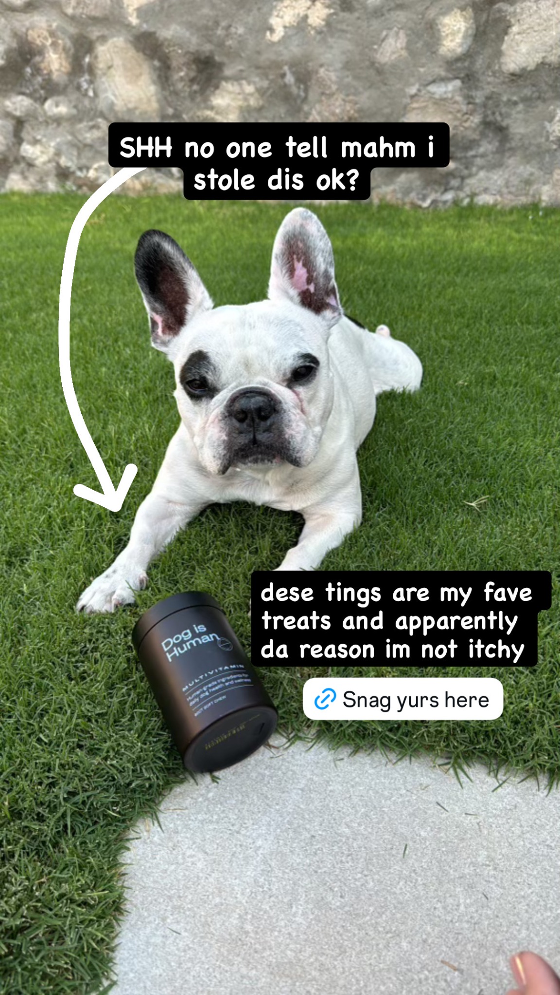 Dog is Human Facebook ad