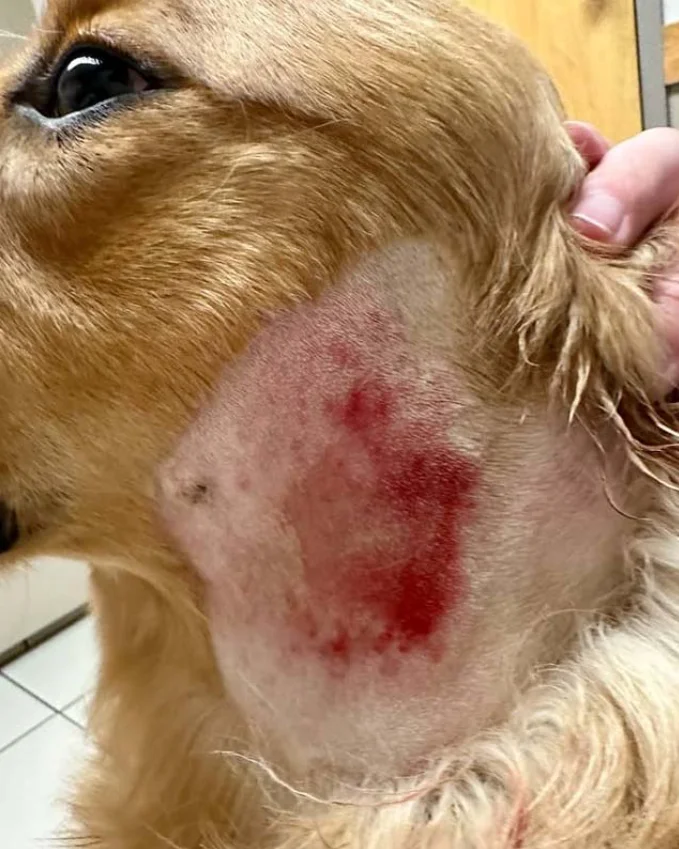The Holistic Hound Facebook ad: Is your dog itching non stop?