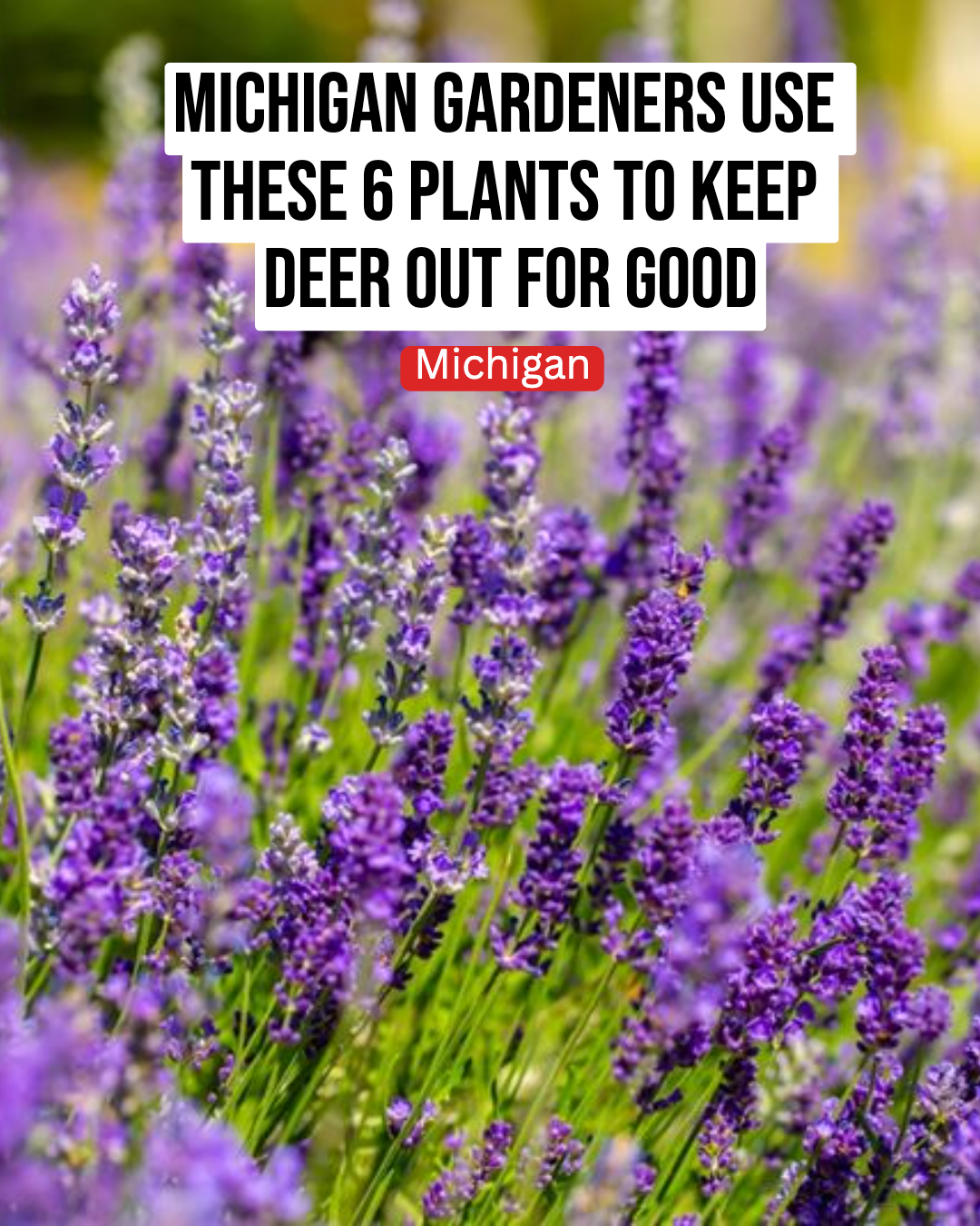 Michigan Gardener Facebook ad: These 6 Plants Repel Deer From A Michigan Garden So…
