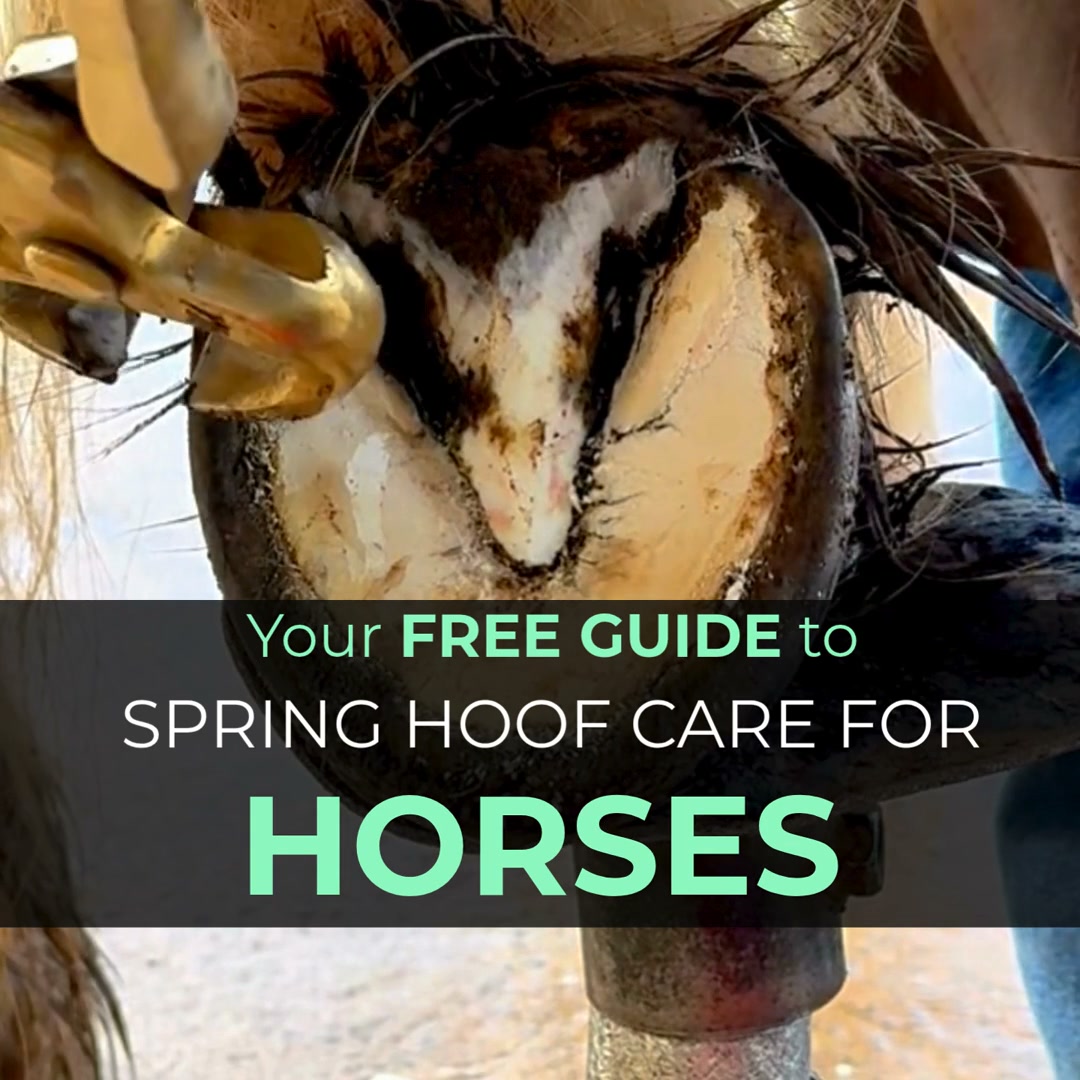 The Hoof Co Facebook ad: Free Hoof Care Guide