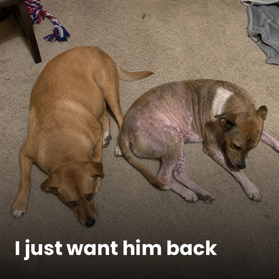 Amber Monroe Facebook ad: If your dog's allergies never end, read this