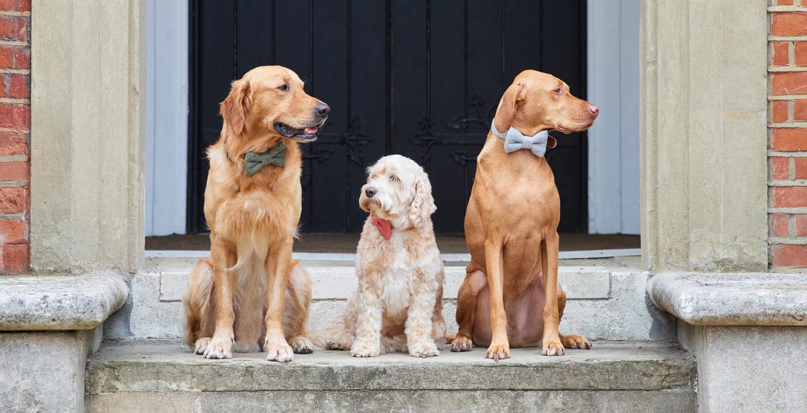 Sweet William Facebook ad: Home of Mischievous Mutts