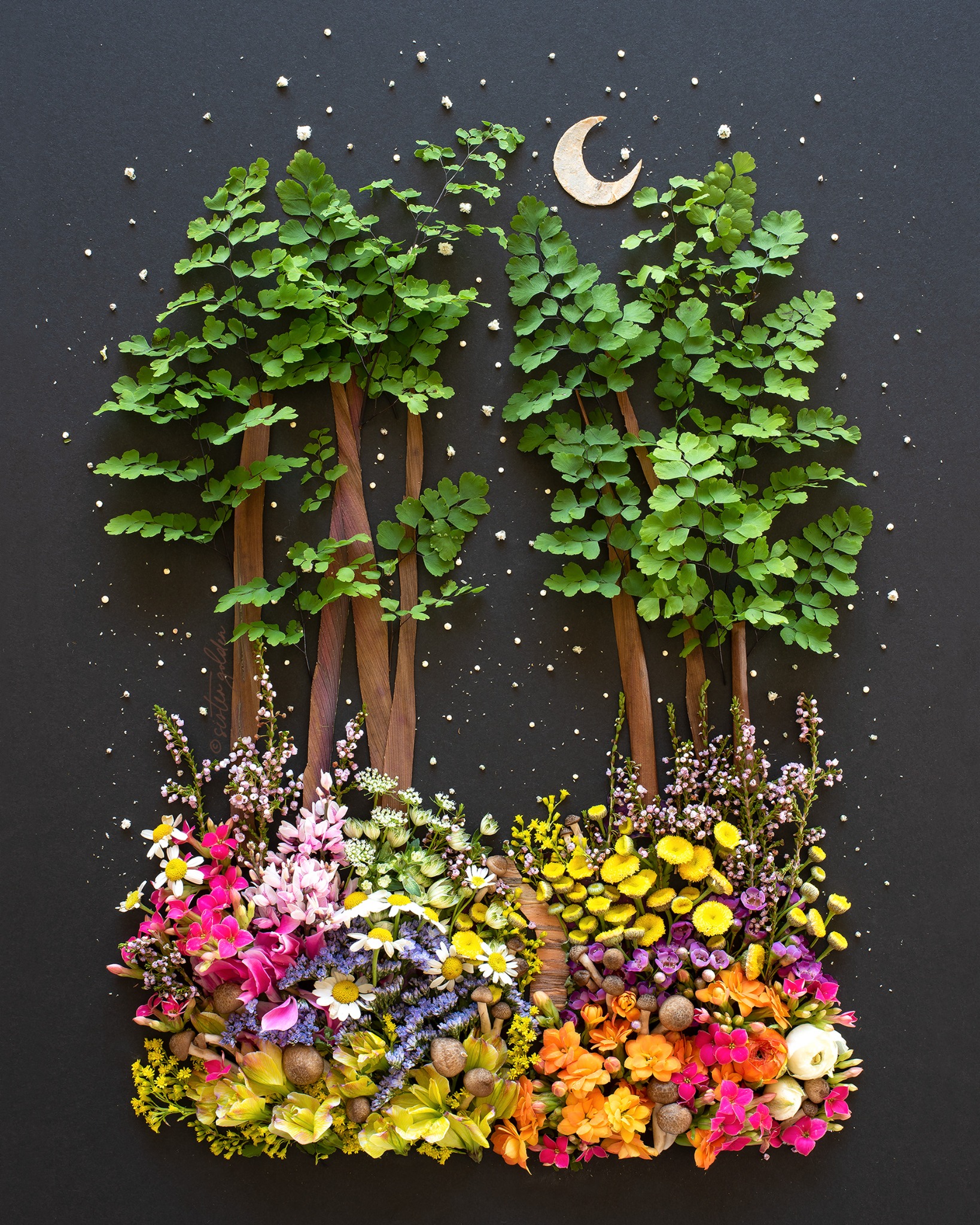 Sister Golden Facebook ad: Breathtaking Botanical Prints