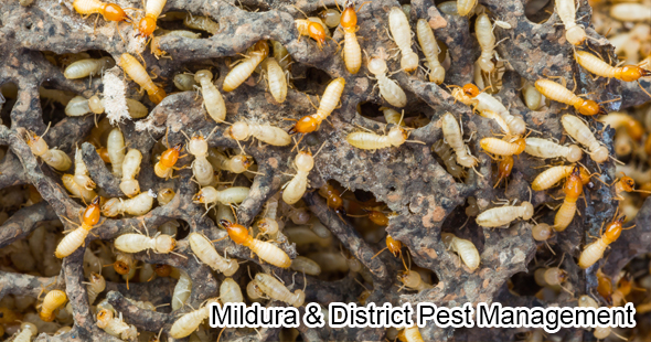 Mildura & District Pest Mgt Facebook ad: Protect Your Home