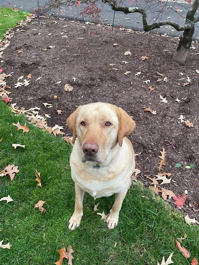Labradoren Figo Facebook ad