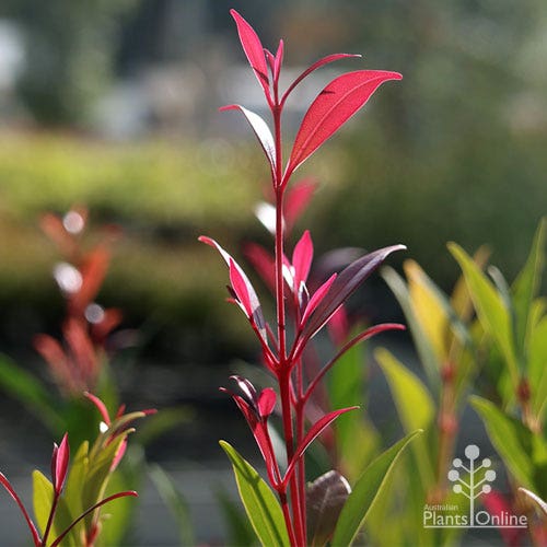 Australian Plants Online Facebook ad: Can't forget those gorgeous plants, can you?