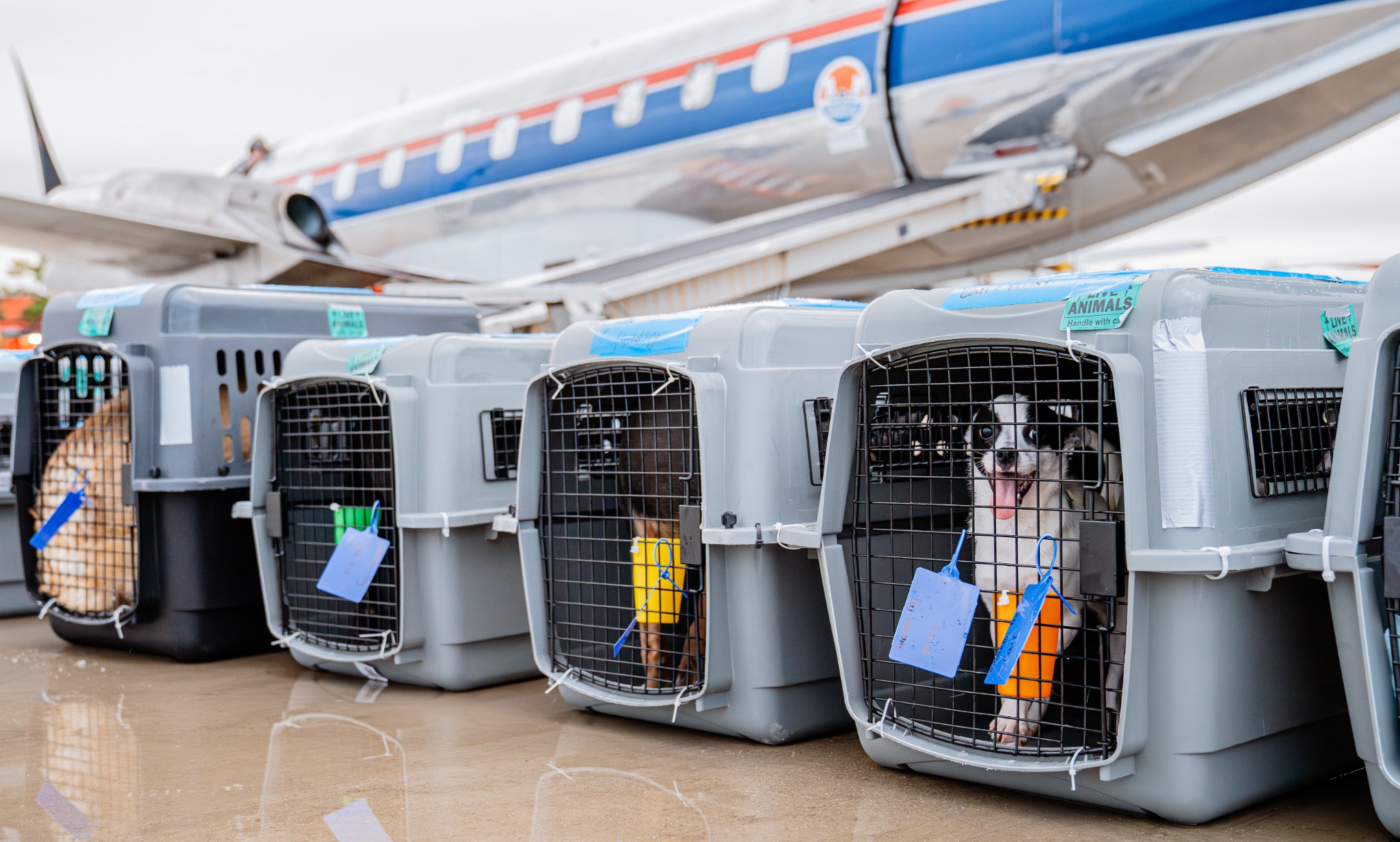 Wings of Rescue Facebook ad