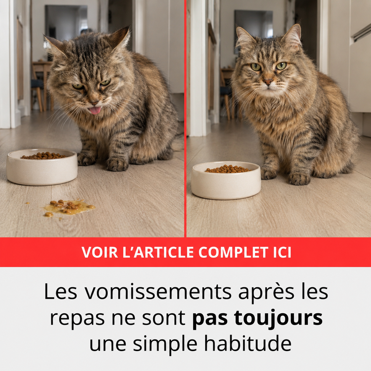 Sophie Martin Facebook ad: STOP: ne changez pas encore ses croquettes