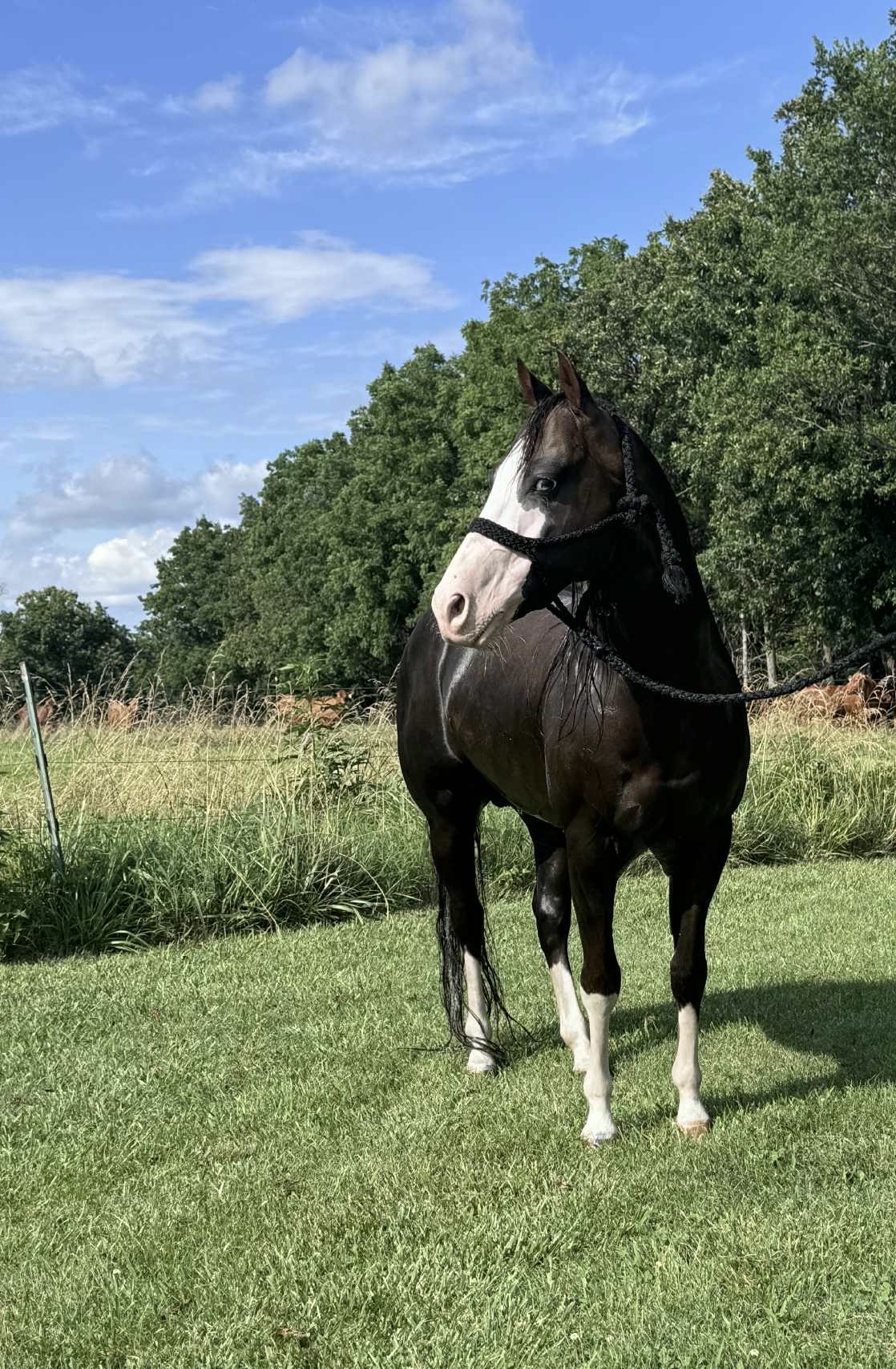 Equine Online Auction Facebook ad: List Free, Pay Only When It Sells, We Handle Everything