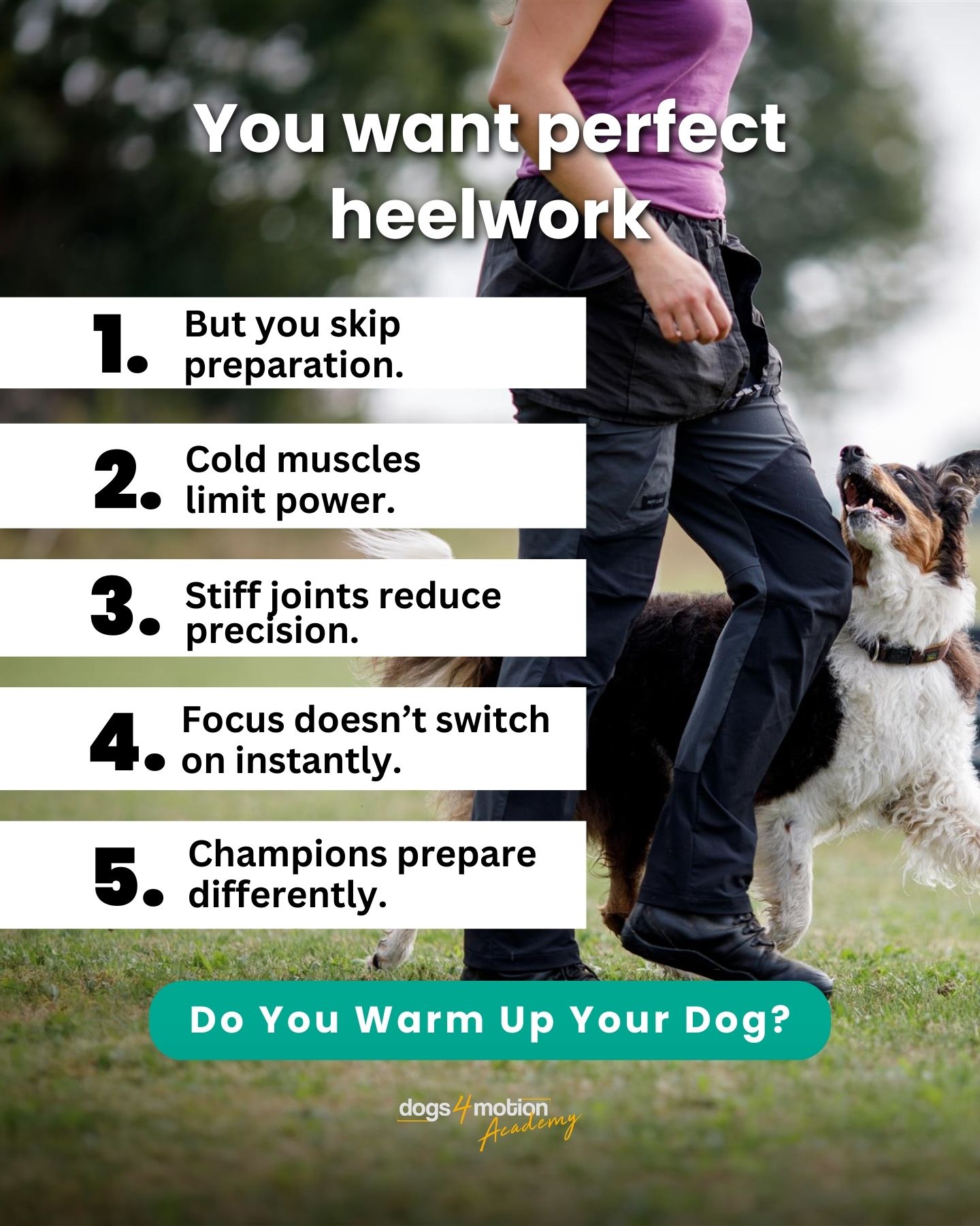 Dogs4motion Academy for active dogs Facebook ad