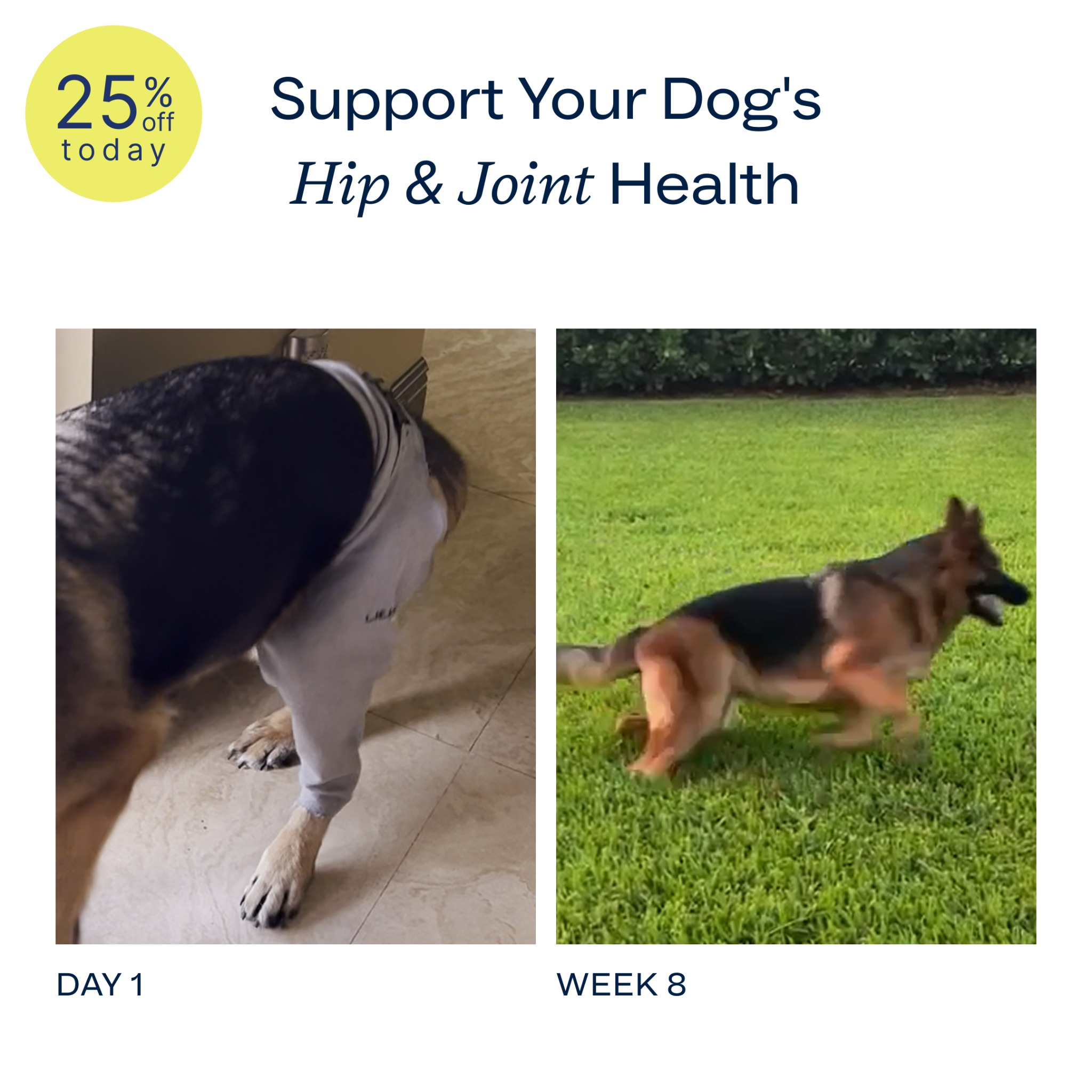 Dog is Human Facebook ad