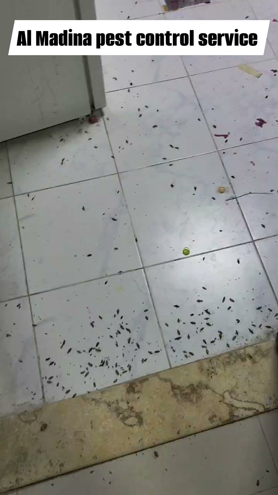 Al Madina Pest Control Service Facebook ad: SPECIAL WEEKEND PEST CONTROL OFFER