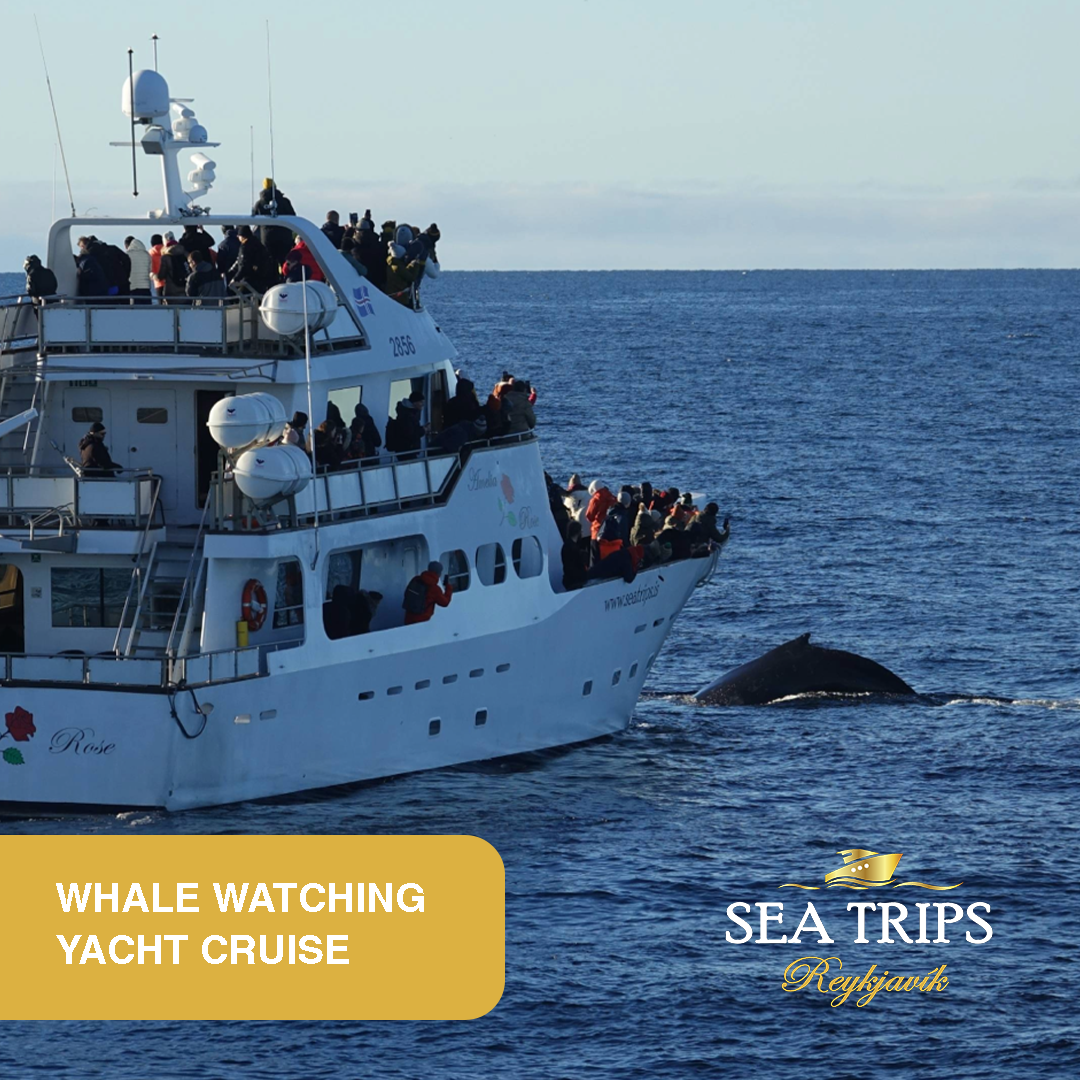 Sea Trips Reykjavík Facebook ad