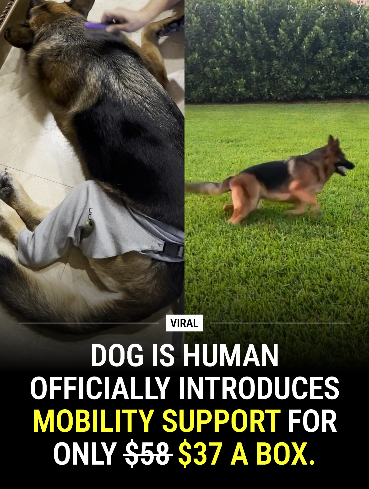 Dog is Human Facebook ad