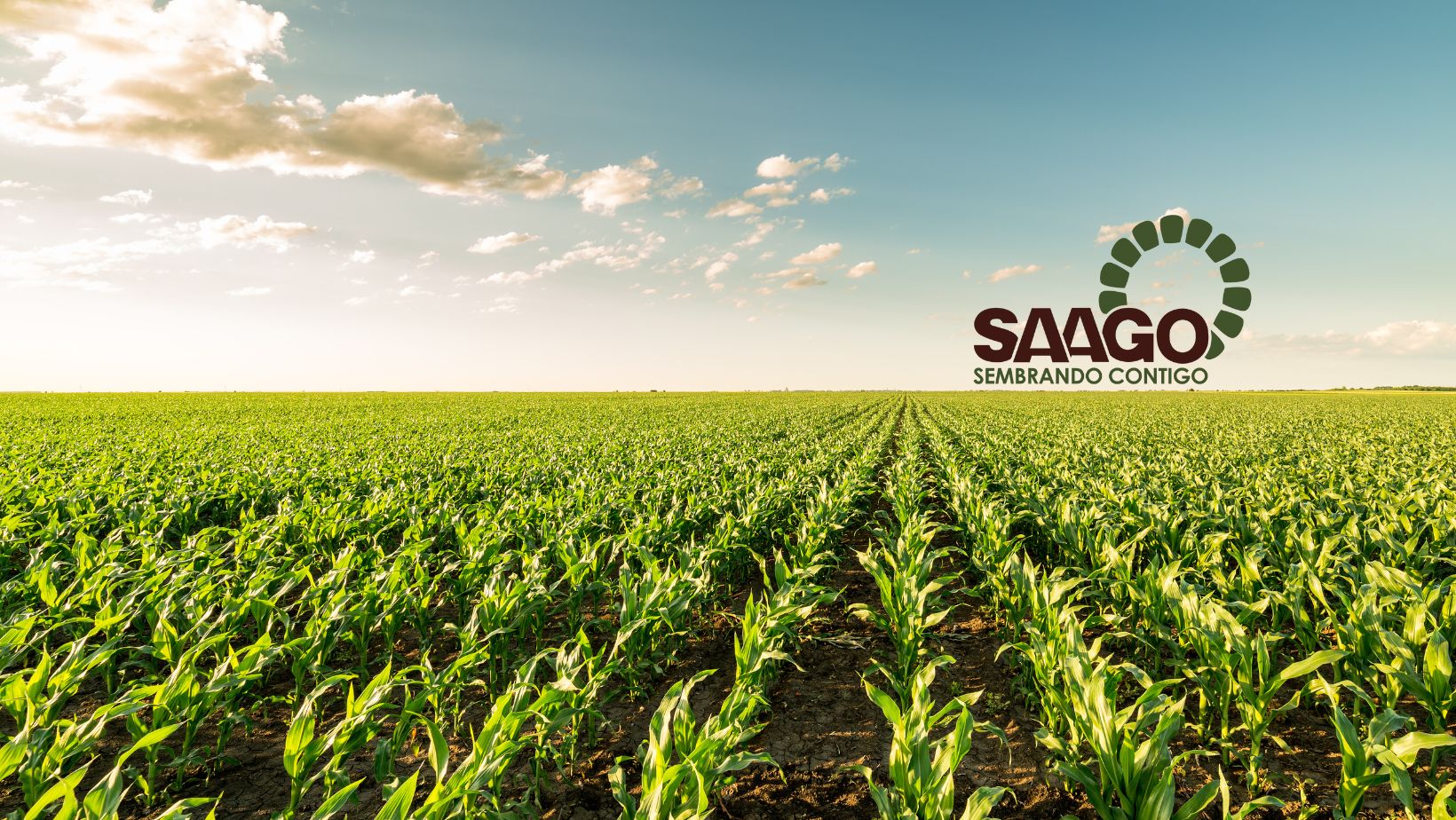 Servicios y Asesoría Agrícola de Oriente S.A de CV Facebook ad: Servicios y Asesoría Agrícola de Oriente S.A.
