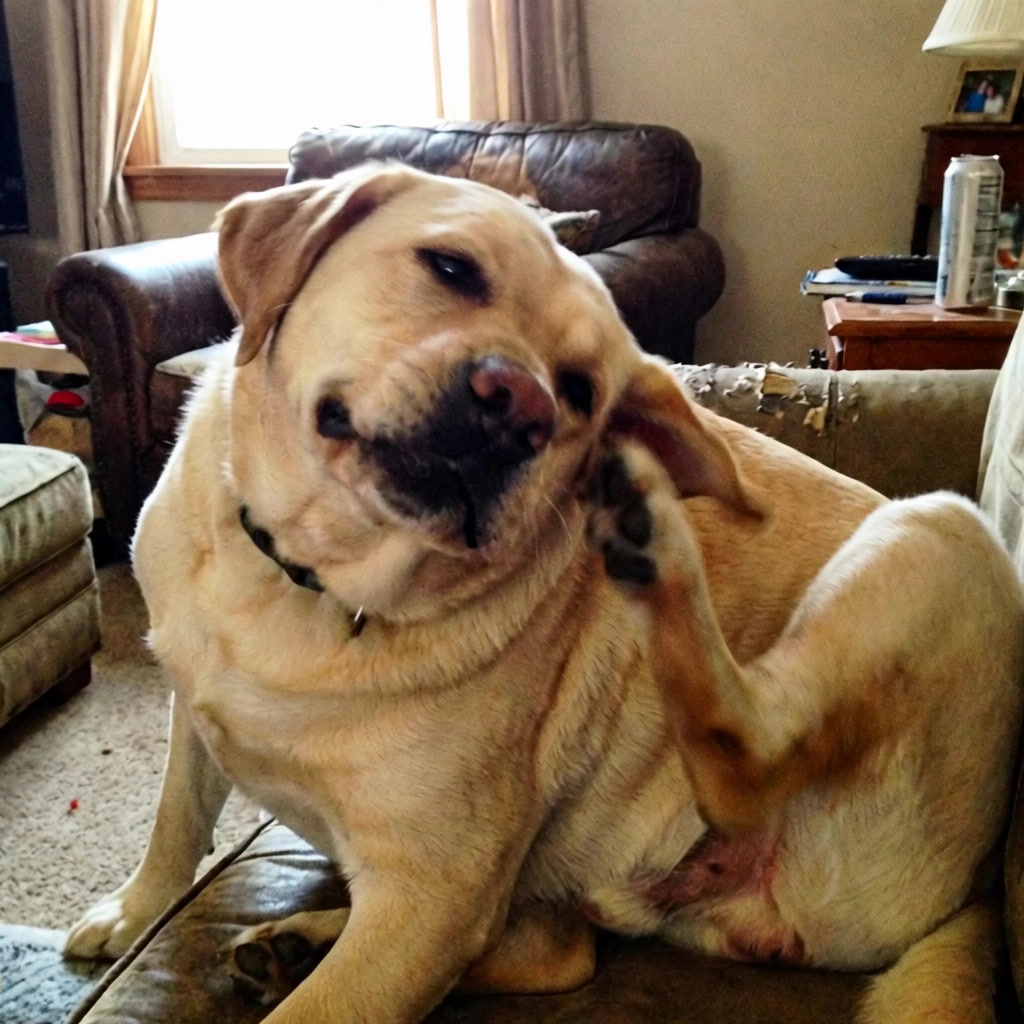 The Healthy Pet Parent Facebook ad