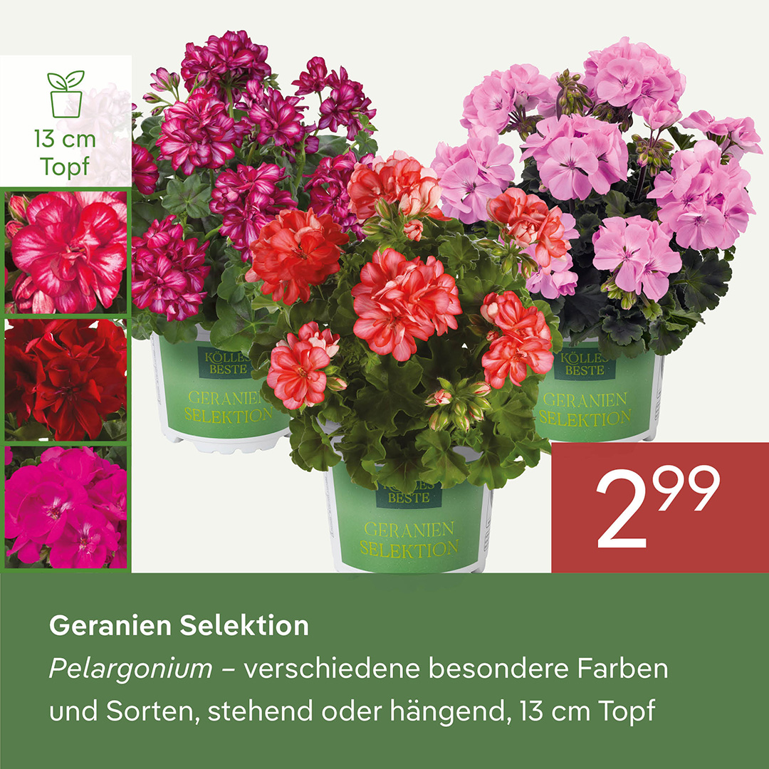 Pflanzen-Kölle Facebook ad