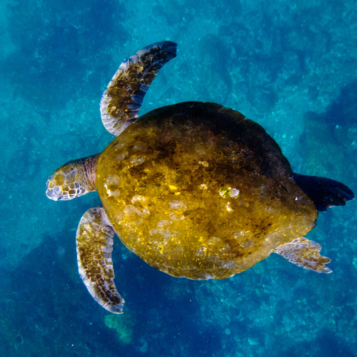 Natural Habitat Adventures Facebook ad
