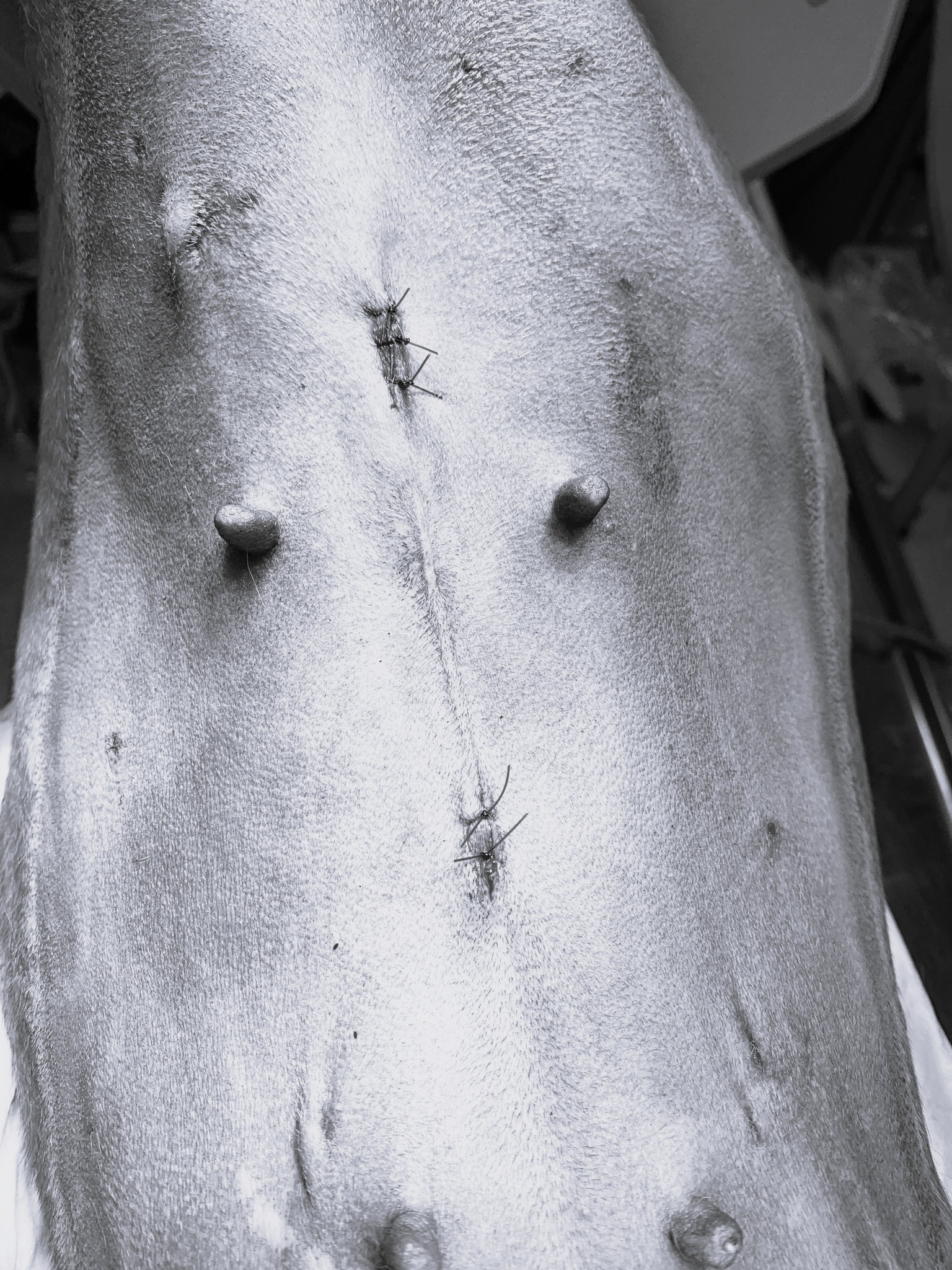 Vetamicus veterinarinės medicinos diagnostikos ir chirurgijos centras Facebook ad