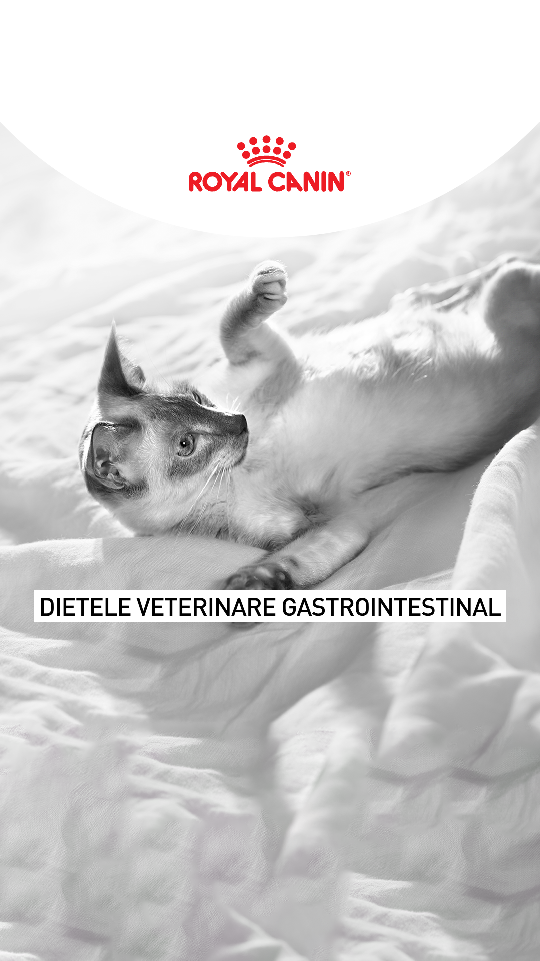 Royal Canin Facebook ad from Jun 5, 2026
