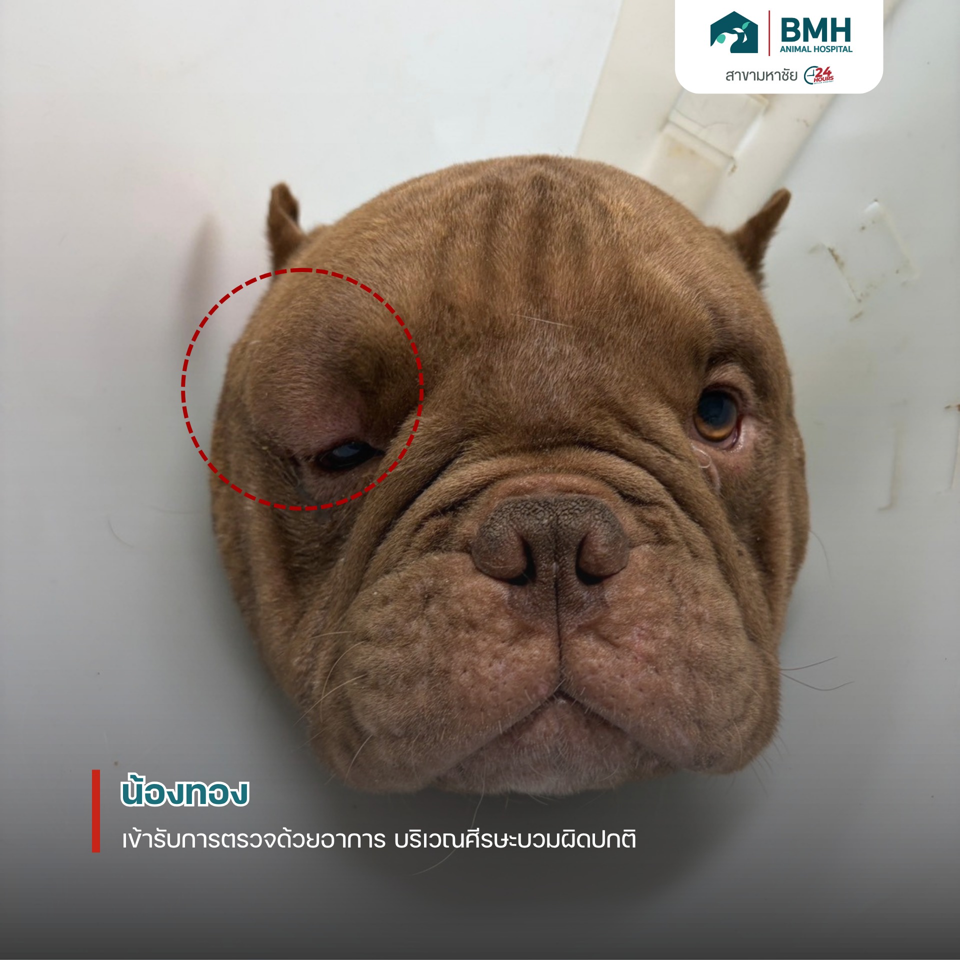 BMH Animal Hospital Baan Mahachai 24hr โรงพยาบาลสัตว์บีเอ็มเอช บ้านมหาชัย Facebook ad