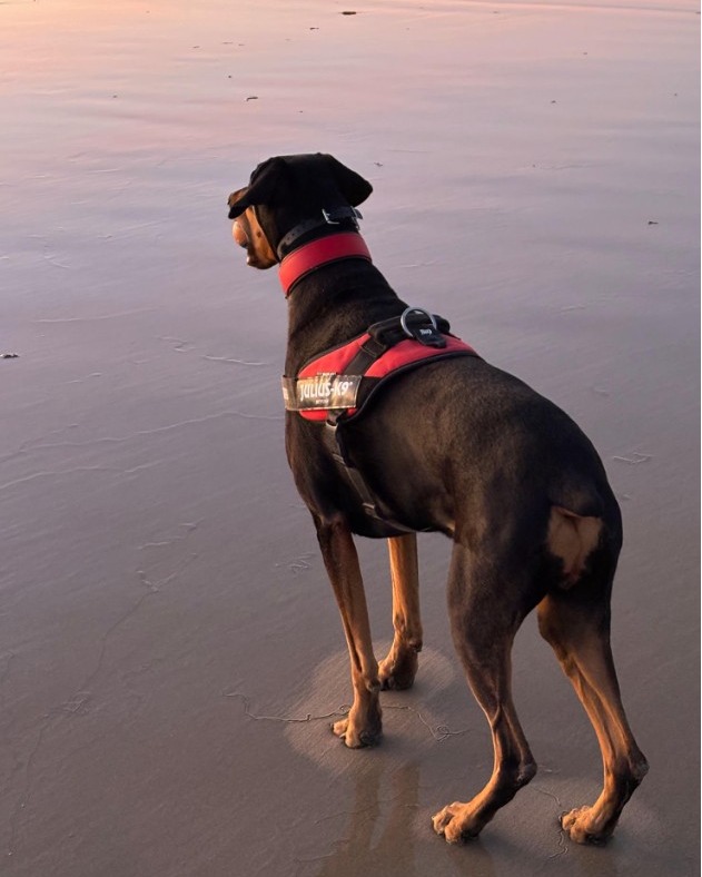 Geelong Animal Emergency Facebook ad: TPLO Knee Reco in Geelong