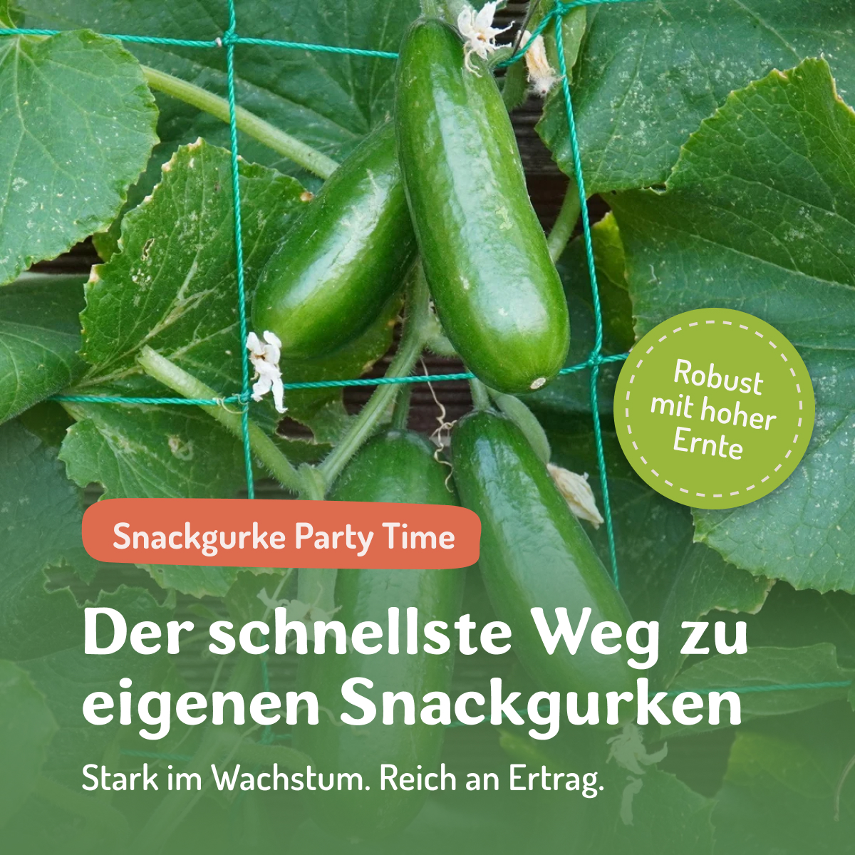 Samenfritze Facebook ad