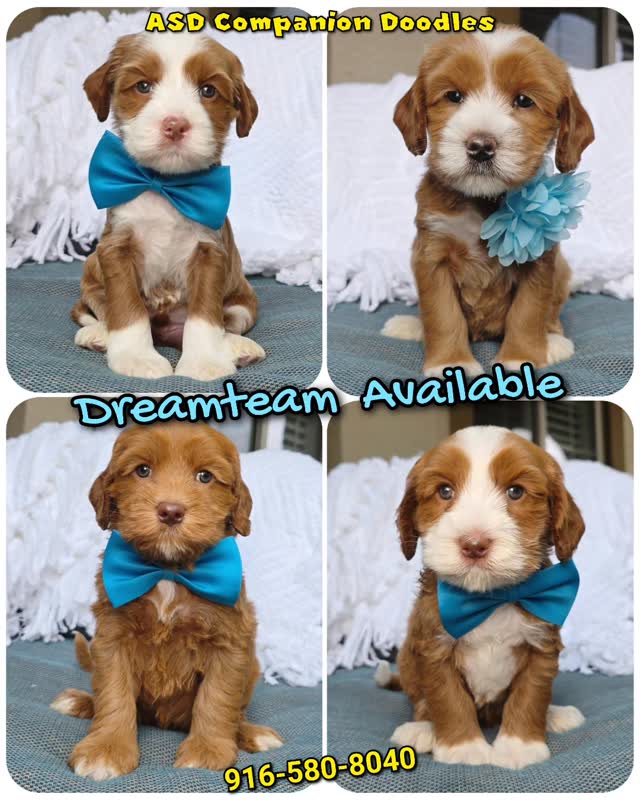 ASD Companion Doodles Facebook ad: We are waiting to meet you!