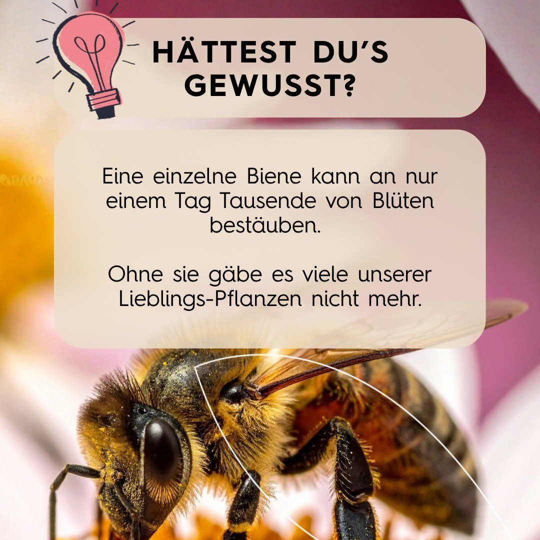 Seezon Deutschland Facebook ad: Wusstest du das über Bienen?