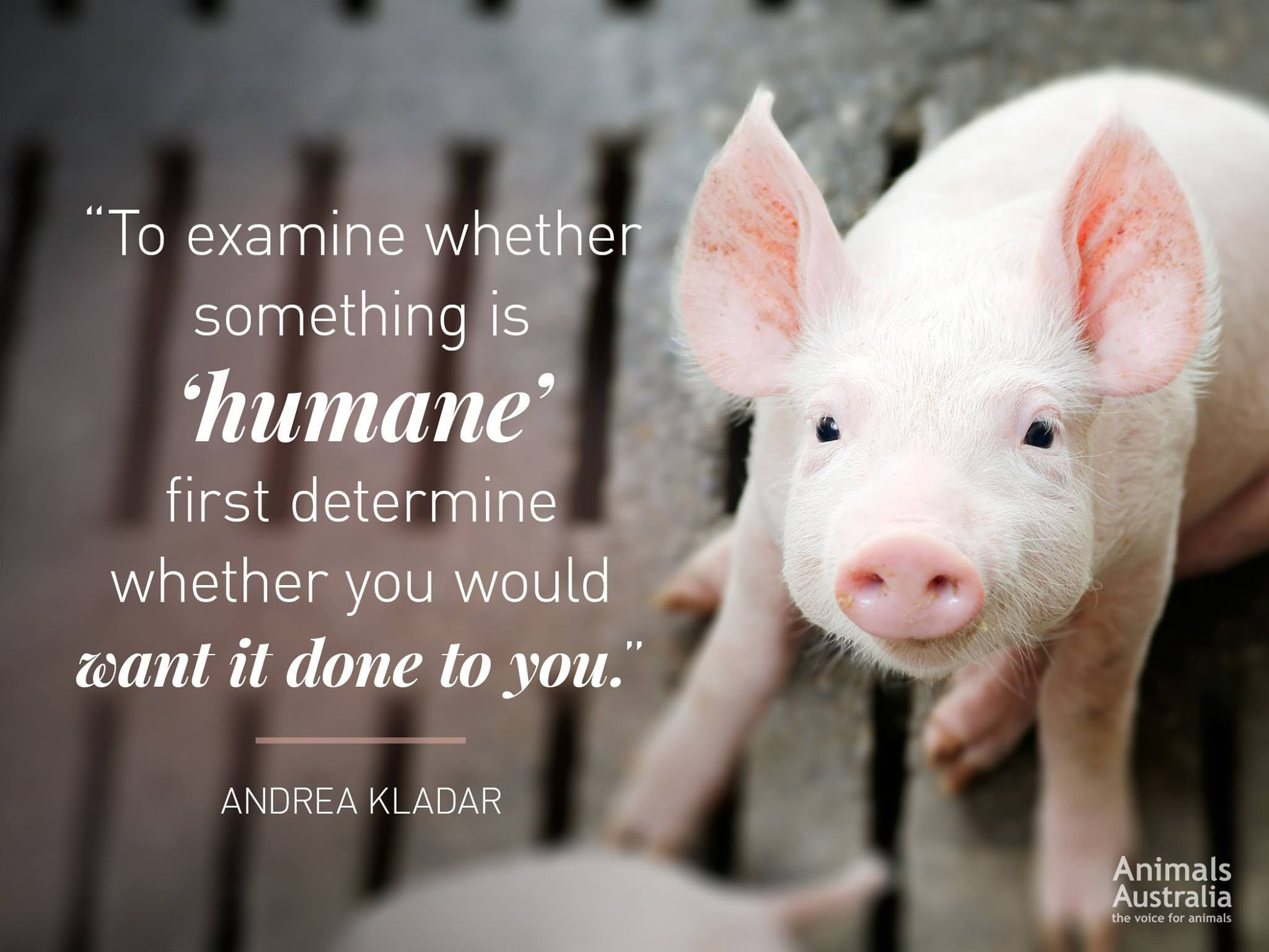 Animal Matters Facebook ad