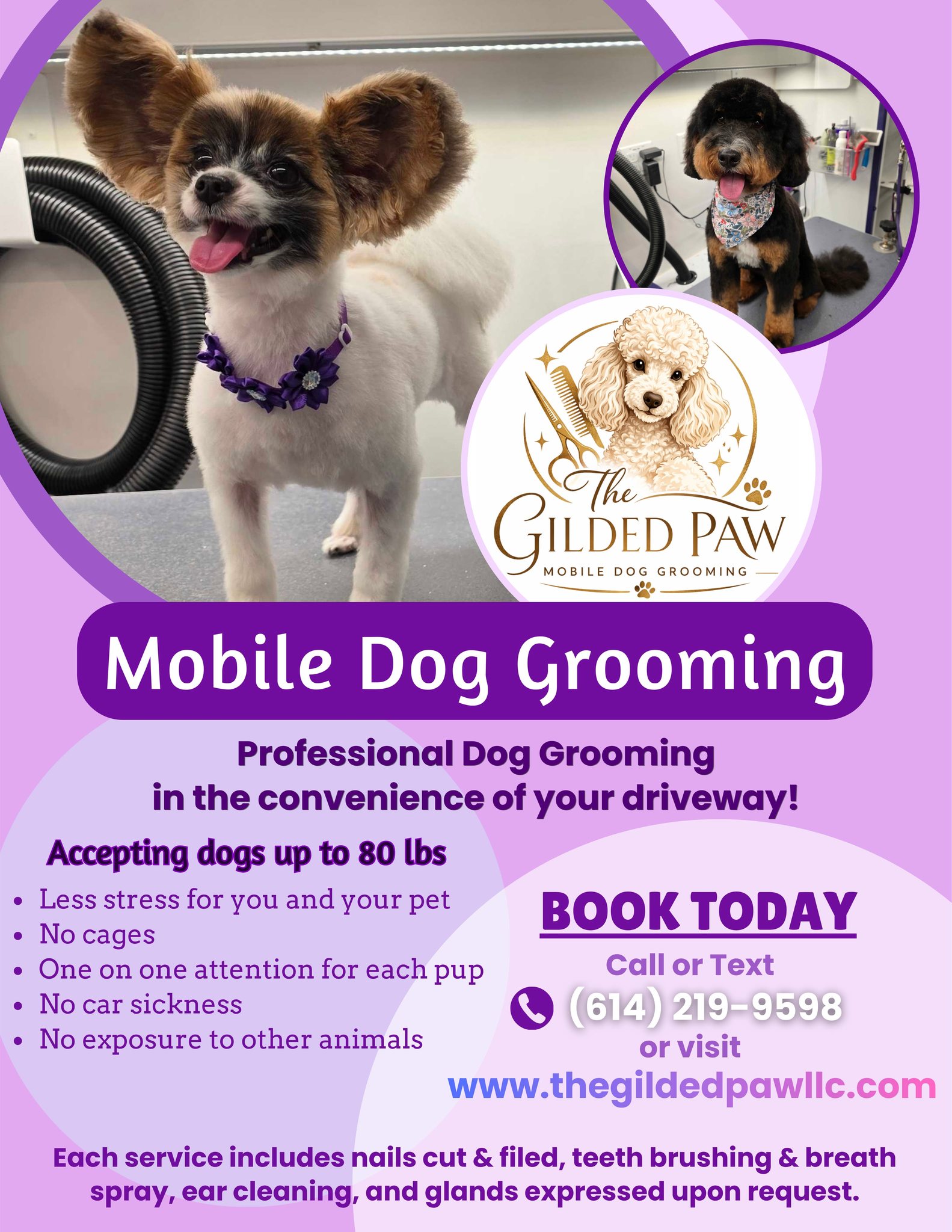 The Gilded Paw Facebook ad: Now Accepting New Clients!