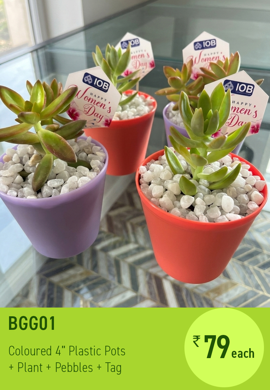 Succulent Factory 2026 Facebook ad