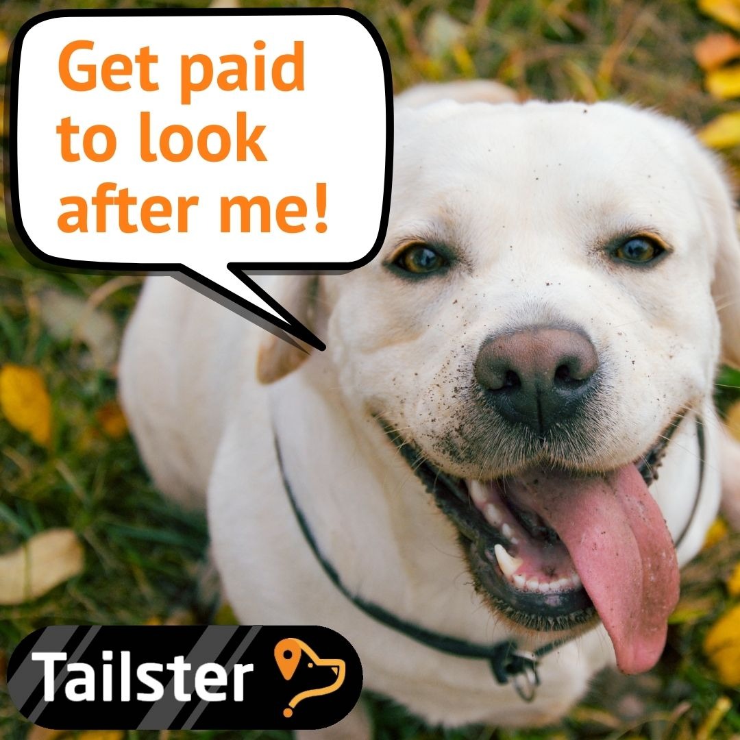 Tailster Facebook ad