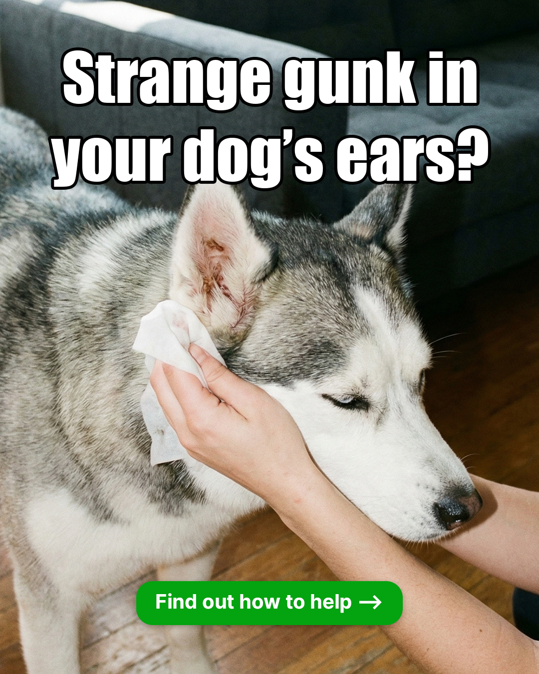 PetLab Co. Facebook ad