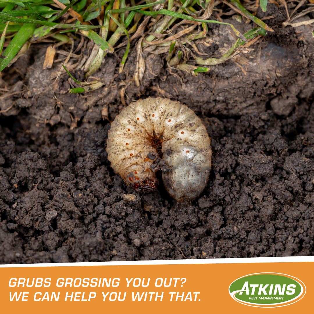 Atkins Inc Facebook ad