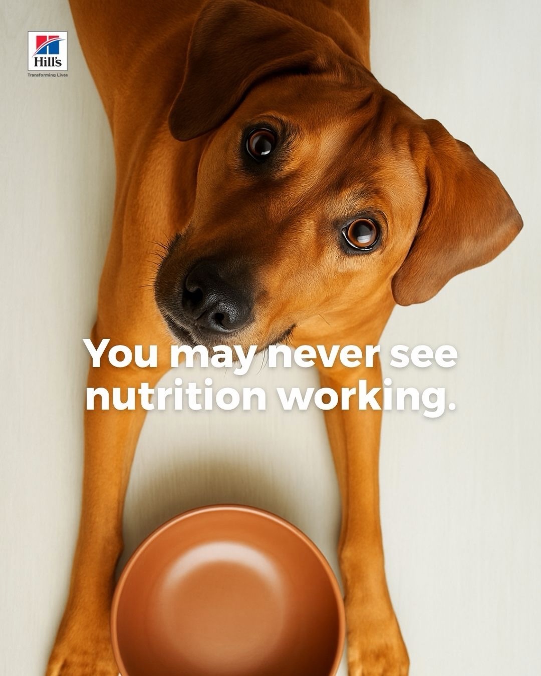 Hill's Pet Nutrition Singapore Facebook ad: If you only learn one pet-food phrase, make…