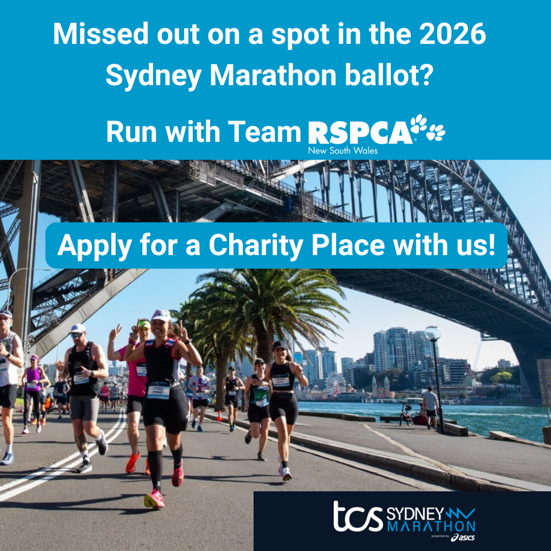 RSPCA NSW Facebook ad