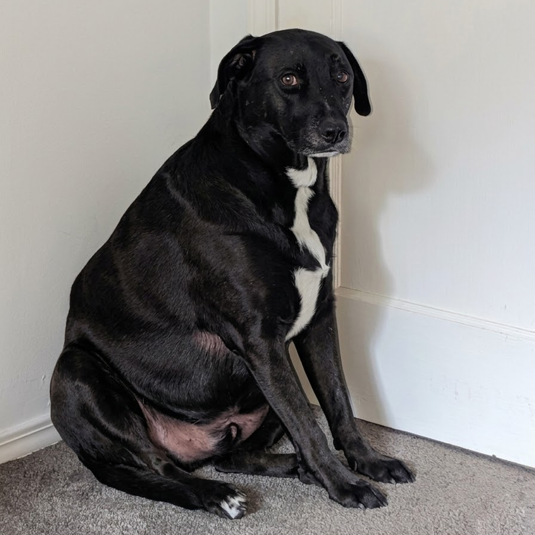Vet-Approved Pet Products Facebook ad