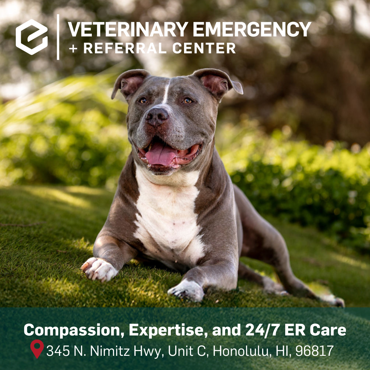 Veterinary Emergency + Referral Center of Hawaii Facebook ad: When your pet needs emergency or specialized care…