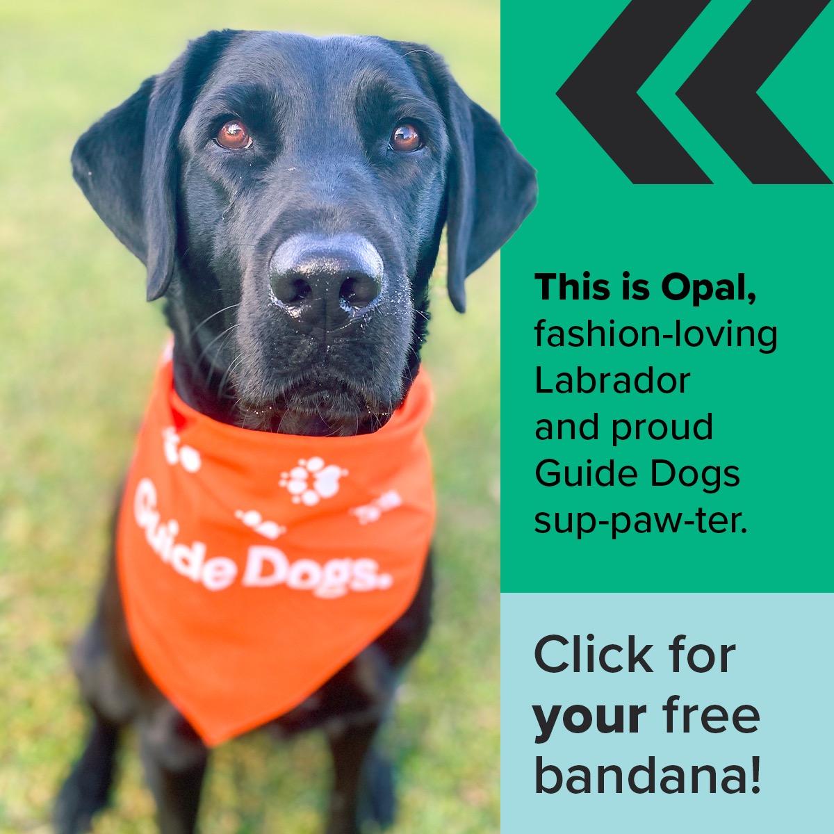 Guide Dogs Australia Facebook ad from Feb 1, 2026
